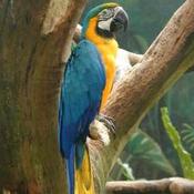 Blue-and-yellow Macaw